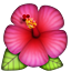 hibiscus.png