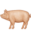 pig2.png